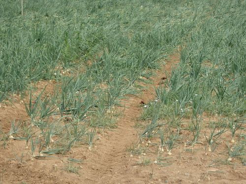 Onion field, ready for harvest.